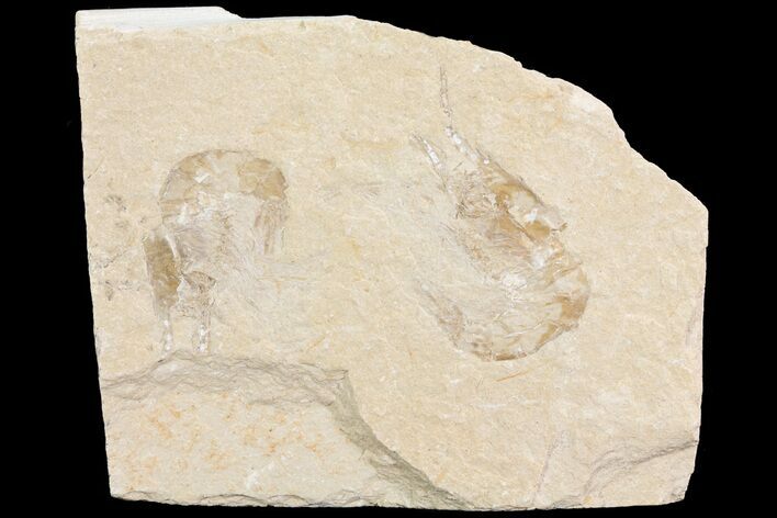 Two Cretaceous Fossil Shrimp - Lebanon #74545
